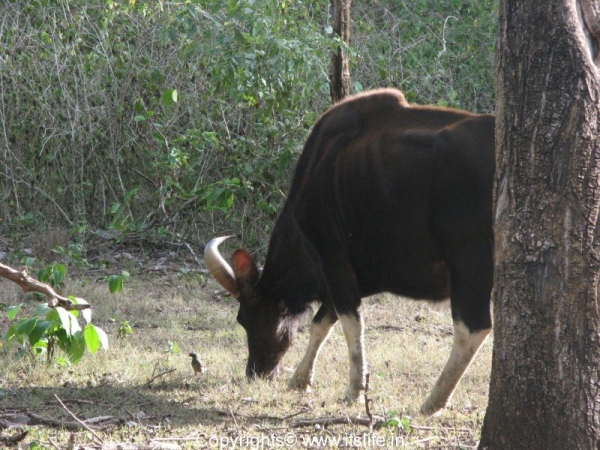 Sharavathi Wildlife Sanctuary