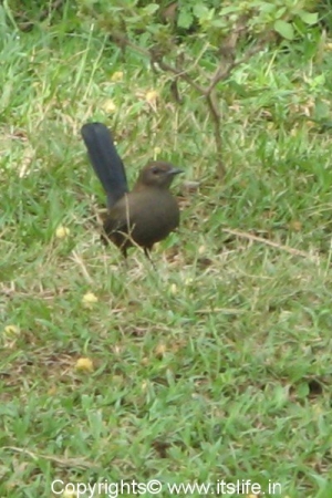 Masinagudi - Indian Robin