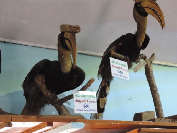 Shembaganur Museum of Natural History – Kodaikanal
