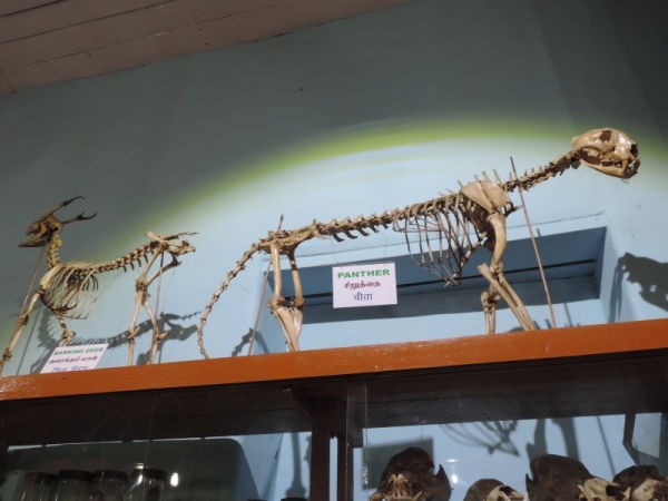 Shembaganur Museum of Natural History – Kodaikanal