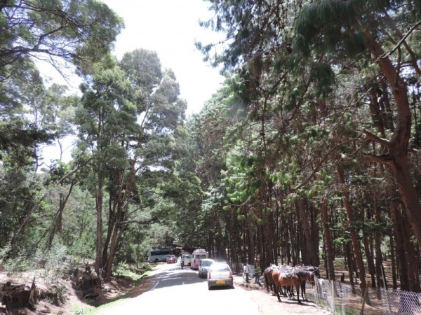 Pine forests of Kodaikanal