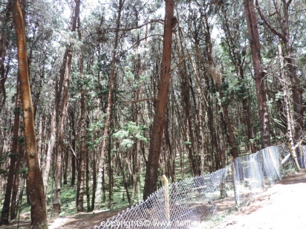 Pine forests of Kodaikanal