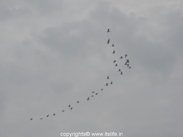 Egrets - Baindur