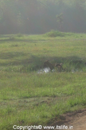 Bandipur - Wild Dogs in the pool