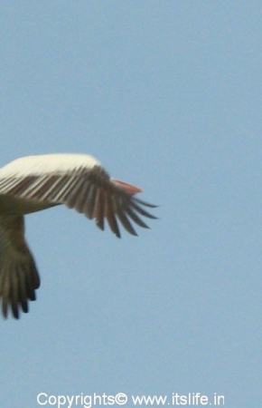Kokkarebellur Bird Sanctuary