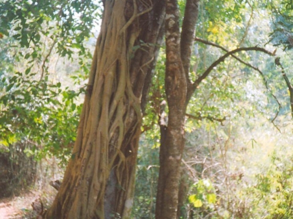 Sathoddi forest