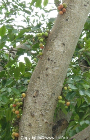 Talakadu Fig Tree
