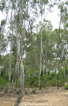Trees of Talakadu