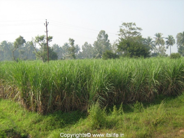 Sugar Cane Fields