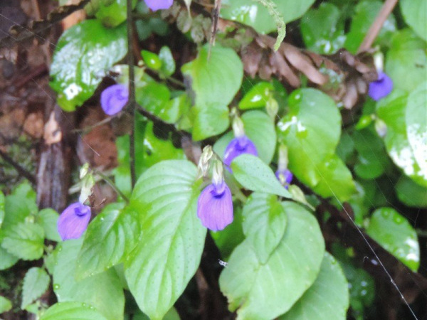 South Indian Tongue Lip