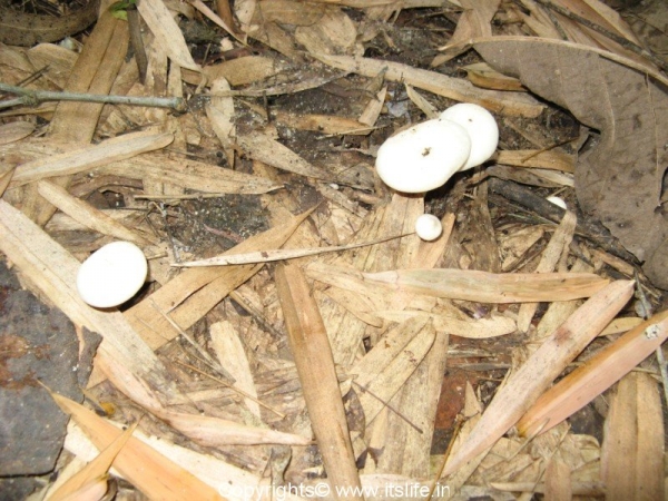 Mushrooms in Kukkarahalli Kere