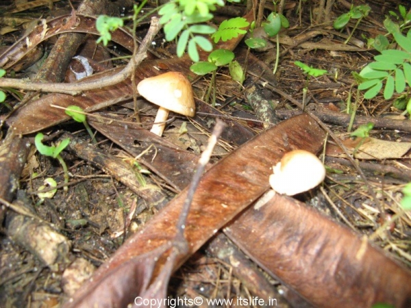 Mushrooms in Kukkarahalli Kere