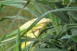 Kewda Tree | Pandanus odorifer | Kedage | Tale Hoovu | Ketaki