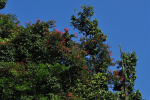Scarlet Bauhinia Tree