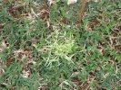 Durva Grass | Bermuda Grass | Durva Patra | Garke Hullu | Garike