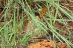 Durva Grass | Bermuda Grass | Durva Patra | Garke Hullu | Garike
