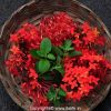 Red Ixora Plant - Kepula