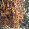 Caryota Urens Tree - Fishtail Palm - Jaggery Palm