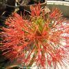 May Flower - Blood Lily - Football Lily