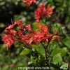 Scarlet Bauhinia Tree - Crimson Mountain Ebony Tree