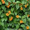 Black-eyed Susan Vine