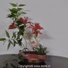 Flower Arrangement &ndash; Windy