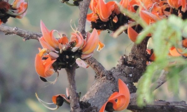 Palash Tree