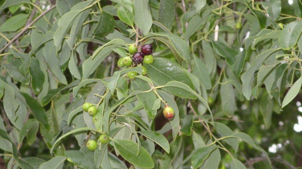 Amazon.com : Santalum album 10 seeds East Indian Sandalwood Rare exotic  Tropical Tree dark red blossoms New Harvest Container In or Outdoor  Gardening : Patio, Lawn & Garden