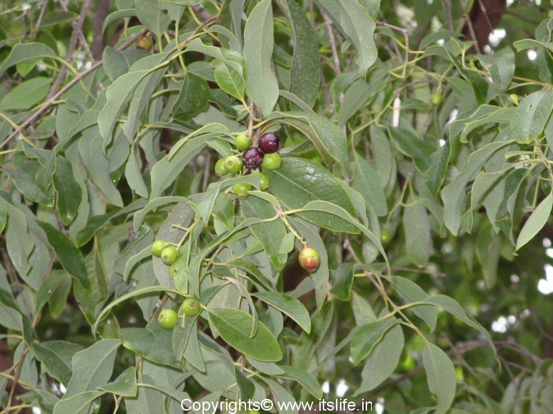 PRIYA Sandal Nursery Garden - Four years old sandalwood tree. | Facebook