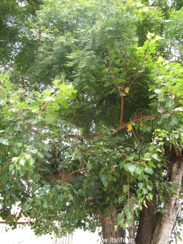 peepal tree uses in english