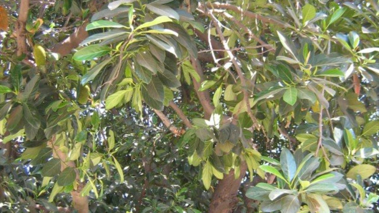 Jackfruit Tree Essay Telegraph