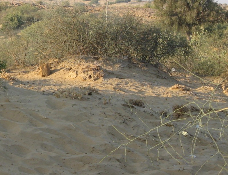 vegetation of rajasthan desert