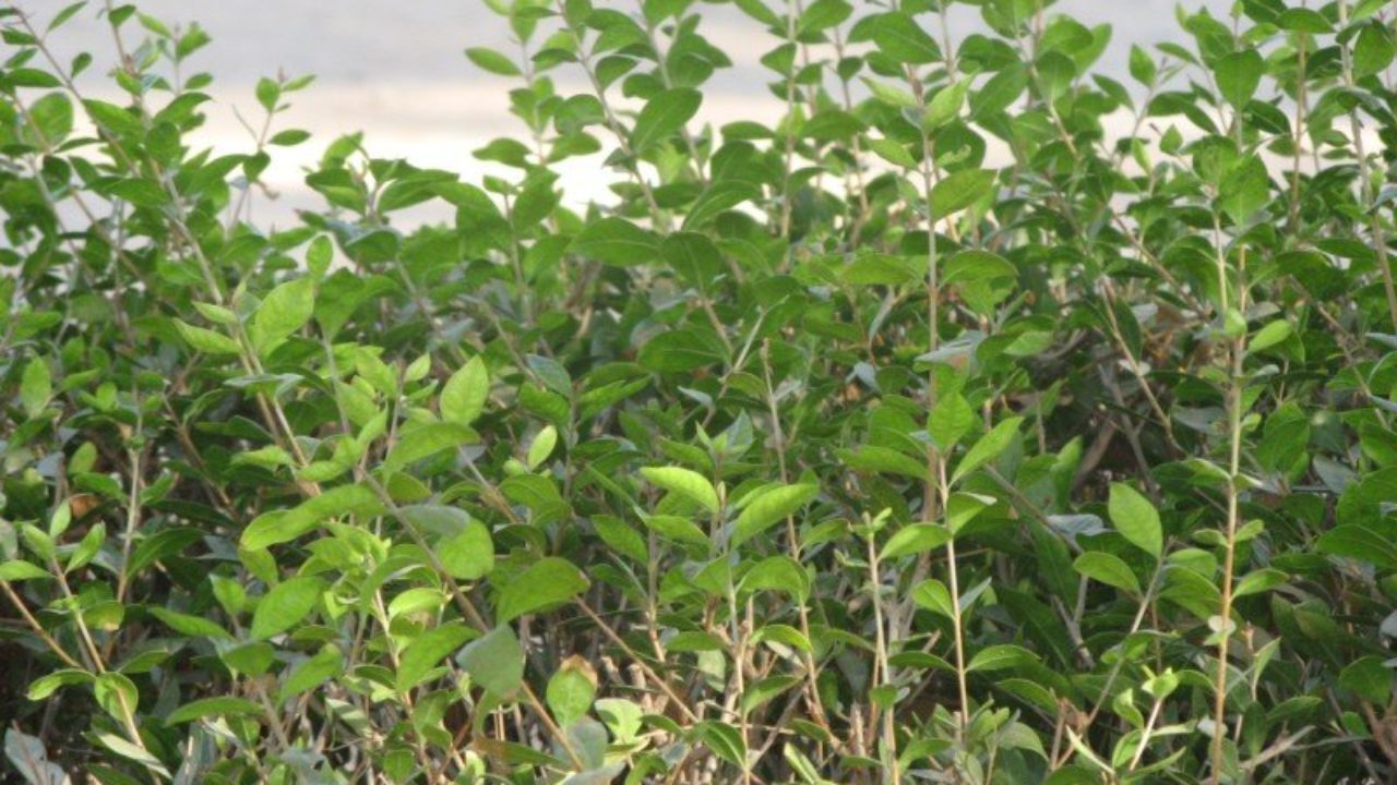 Aggregate more than 75 mehndi plant medicinal use best seven.edu.vn