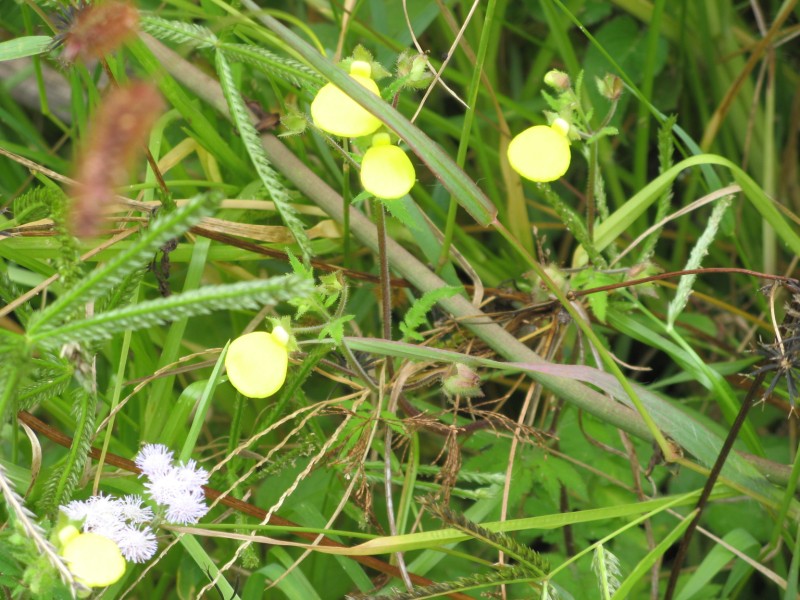 Calceolaria 'John Innes' Seeds (Lady's purse, Slipper flower, Pocketbook  flower, Slipperwort,) - Plant World Seeds