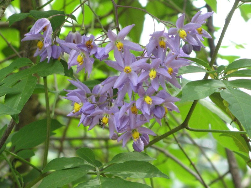 Solanum Dulcamara Woody Nightshade Bittersweet Nightshade