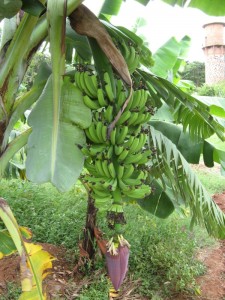 Banana - Plantain