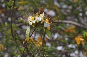 White Gulmohar Tree