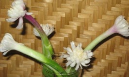 Spring Onion Flower