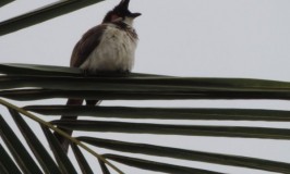 Red Whiskered Bulbul