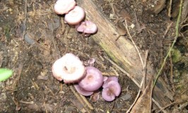 Mushrooms in Kukkarahalli Kere