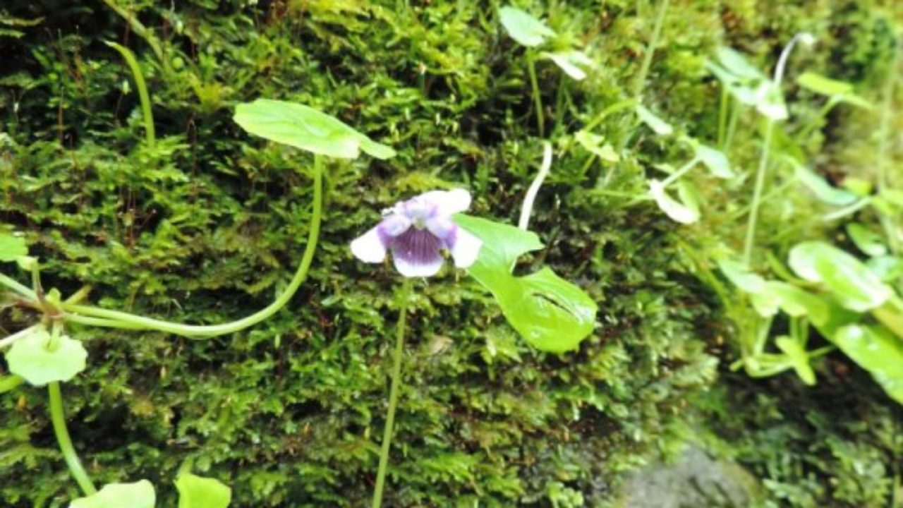5 seeds Viola hederacea