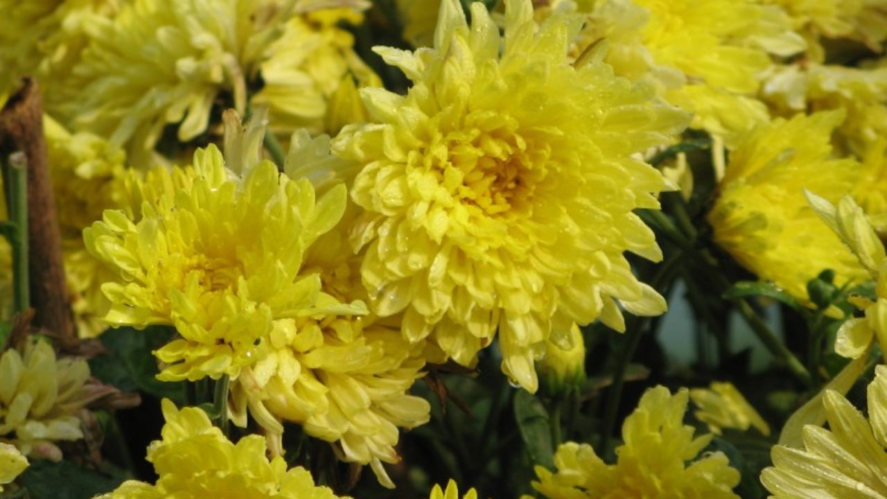 Chrysanthemum Itslife In