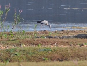 Birds of Markonahalli Dam