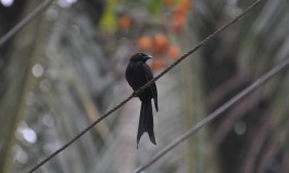 Birds of Andaman and Nicobar Islands