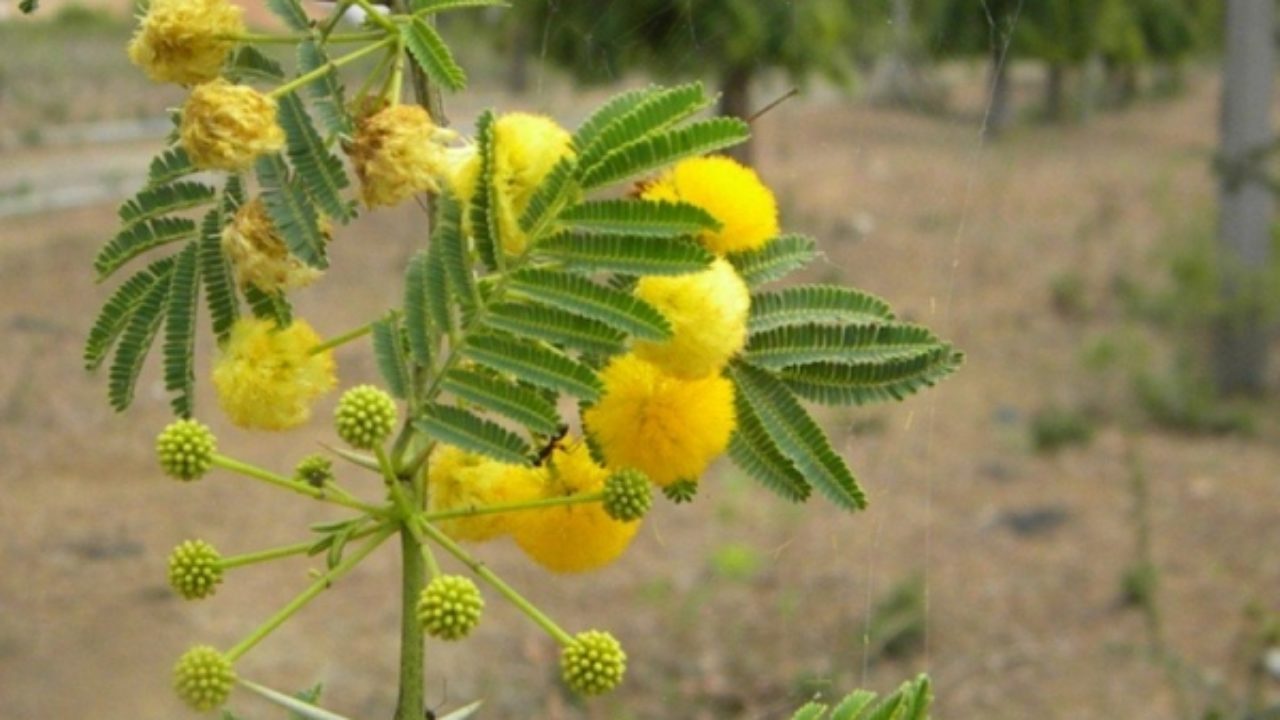 Mimosa Tree Flower