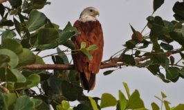 Shore birds of Hadinaru Kere