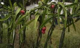 Dragon Fruit Plant