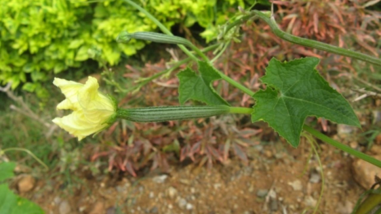 Ridge Gourd Allergy Angel Vegetable