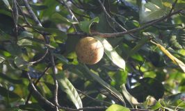 Nutmeg