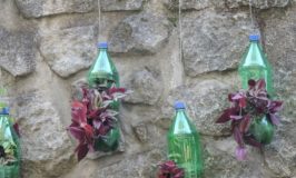 Plants in Bottles